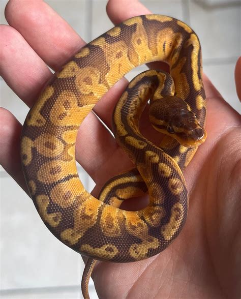 sunset ball python|sunset ball python price.